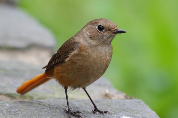 A little bird is sitting on a rock