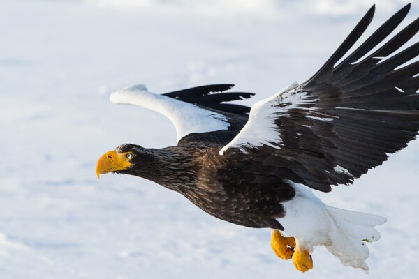 Flight of the white-shouldered eagle bird