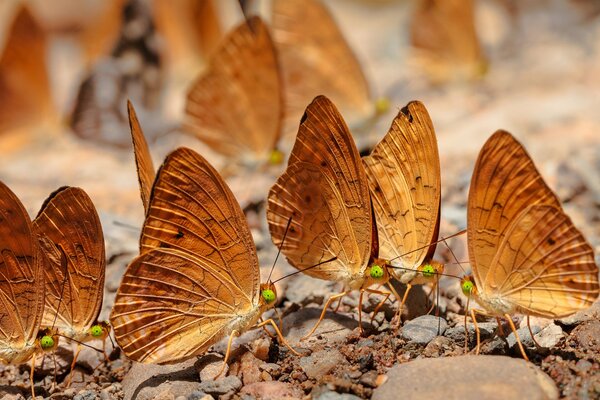 A flock of butterflies are sitting on pebbles