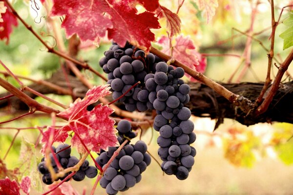 A bunch of grapes on a branch with leaves