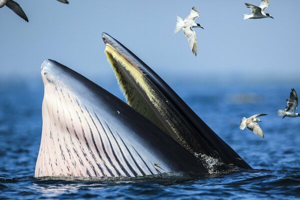 Una ballena emergió del mar azul