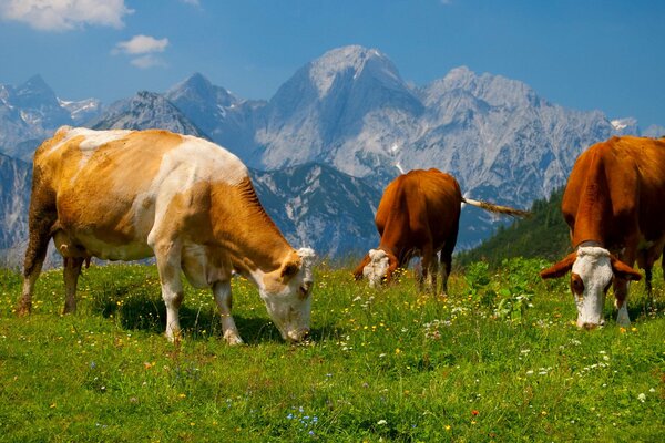 Kühe grasen auf Alpenwiesen