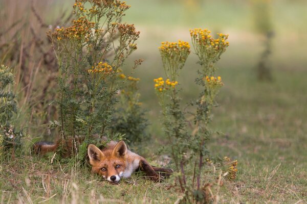 Ein Fuchs liegt auf einer Waldlichtung