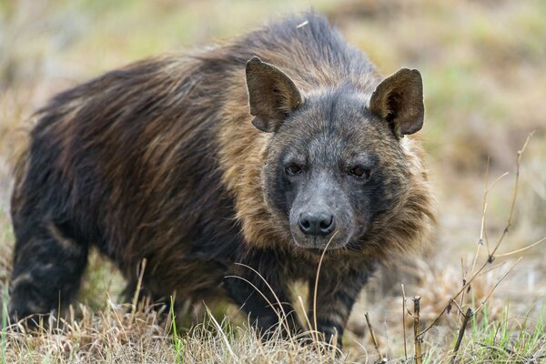 The muzzle of a predatory hyena in the grass