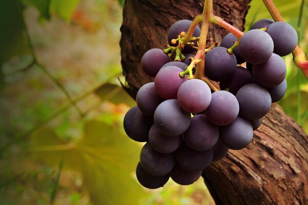 Raisins mat sur fond de verdure