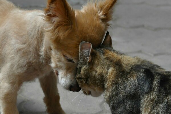 Amigos leales gato y cachorro