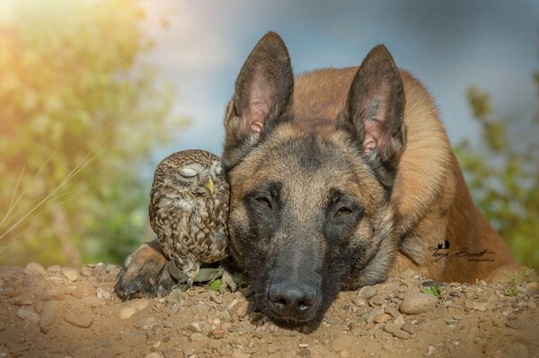 Belgischer Schäferhund und Eulen sind Freunde