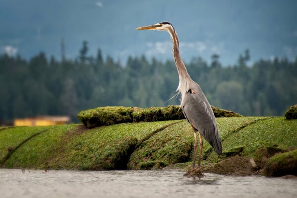 Nature. A heron stands on a stone with moss