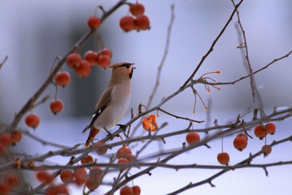 Der Vogel ist im Winter auf einem Beerenzweig geflügelt