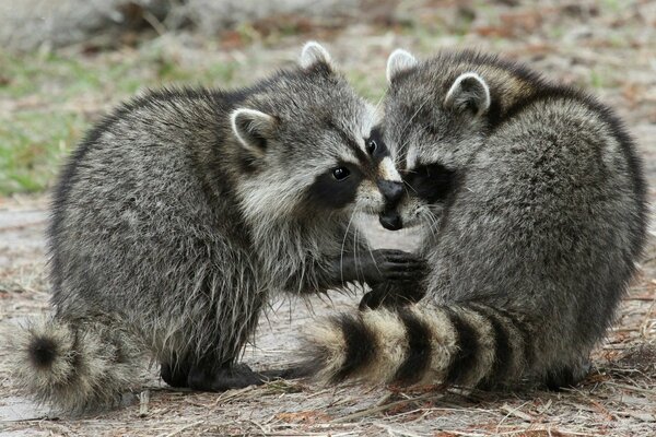 Two fluffy raccoons hug