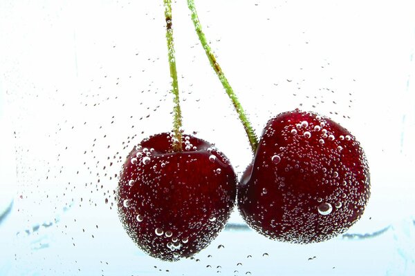 Branche de cerises mûres dans des gouttes d eau