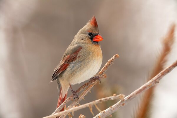 The cardinal bird has a very important look