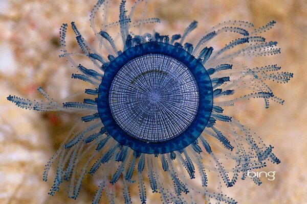 Niebieska mała Meduza makro strzelanie w morzu