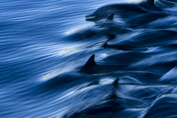 Foto di delfini in mare