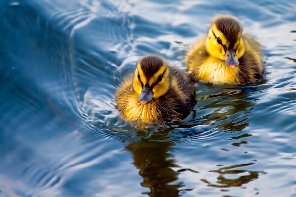 A couple of ducklings on the water