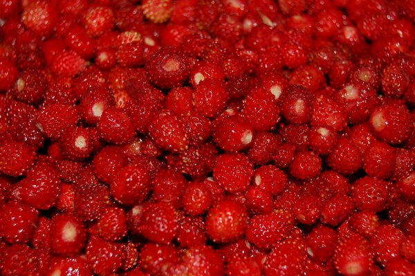 A large scattering of red strawberries