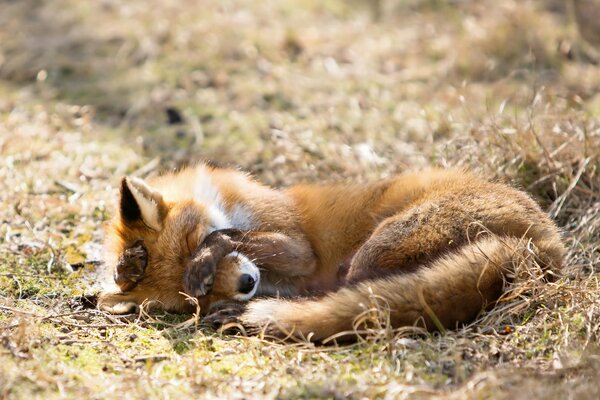 Shy fox on a forest lawn