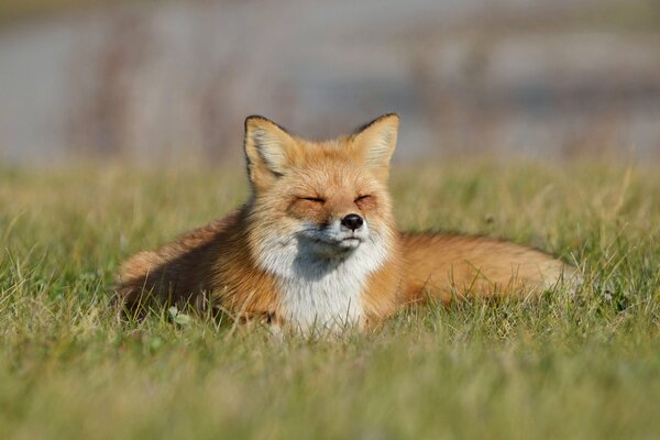 Renard au repos dans l herbe verte