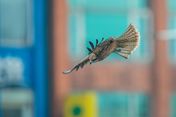 A hawk flies behind the background of houses