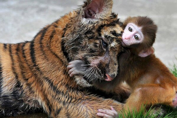 Ein Affe und ein Tiger kuscheln im Gras