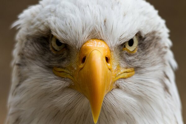 The serious look of a bird with a yellow beak