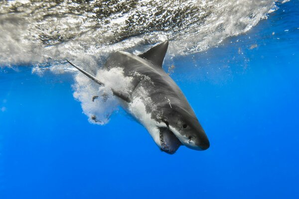 Foto tiburón en el mar