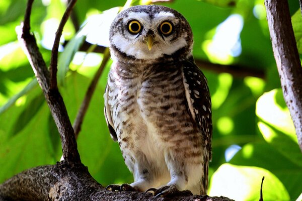 Vue de hibou dans le feuillage vert