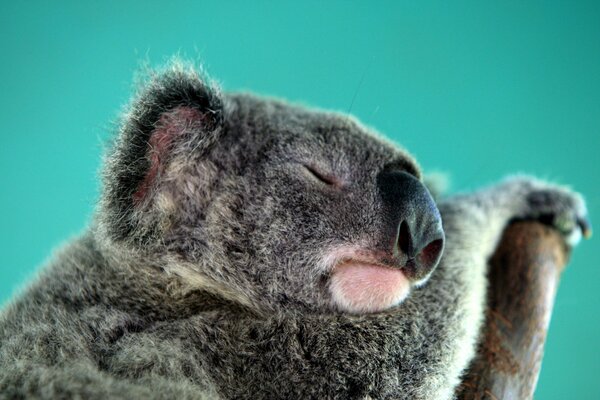 Australie. Marsupial herbivore. Koala dort