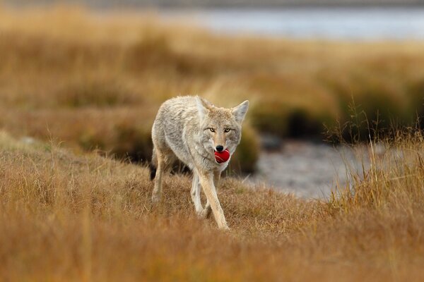 Steppa naturale e vita attraverso gli occhi di un lupo