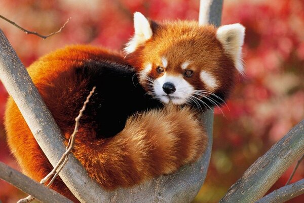 Petit Panda rouge sur une branche