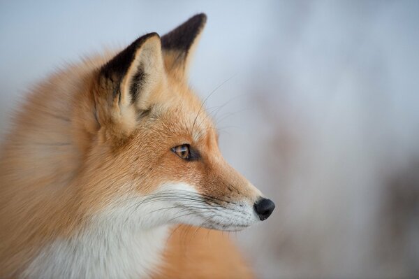 Fuchs im Profil in der Natur