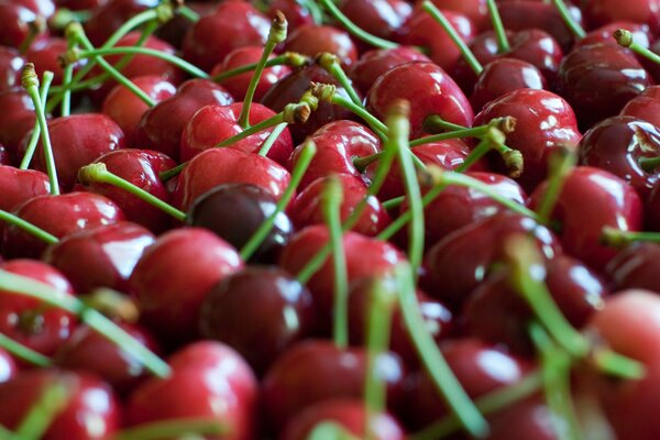 Sehr viele Kirschbeeren