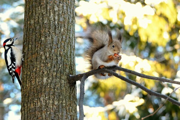 Squirrel and woodpecker in nature