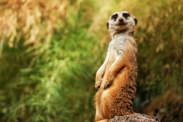 Erdmännchen in Pose vor Naturhintergrund