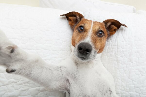 Foto Hund macht ein Selfie