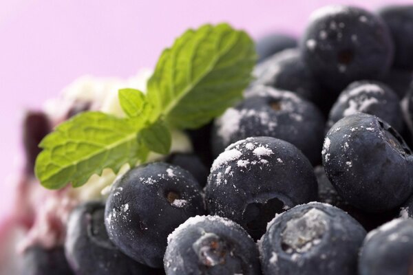 Heidelbeeren sind eine köstliche Waldbeere