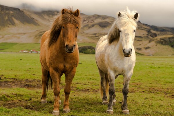 Deux chevaux en Islande se tiennent sur une Prairie pittoresque