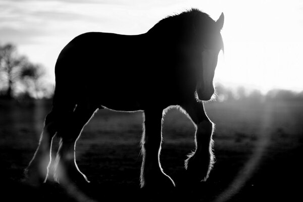 The horse clicks in the sunset rays