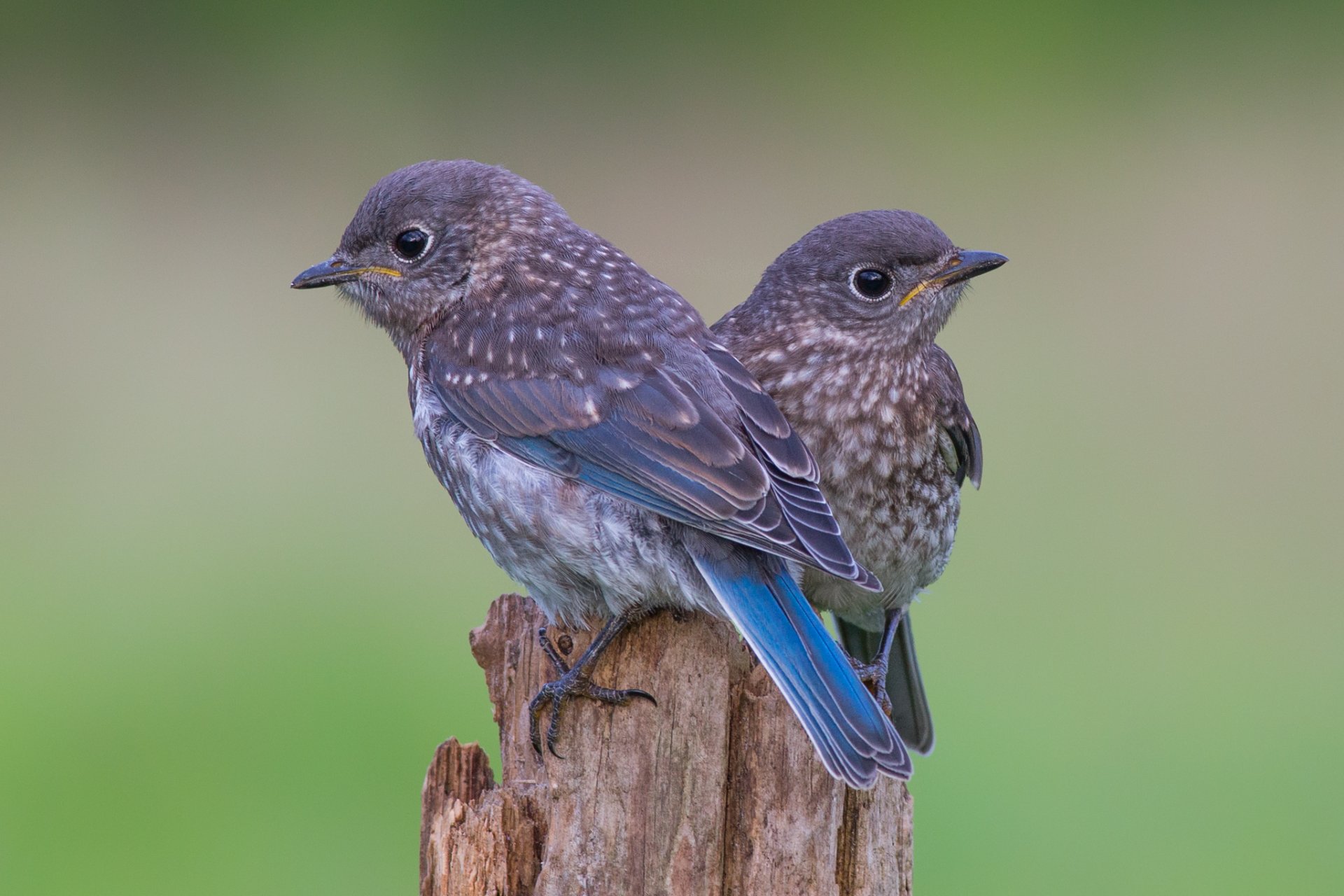 souche oiseaux oiseaux d azur sialia orientale poussins deux