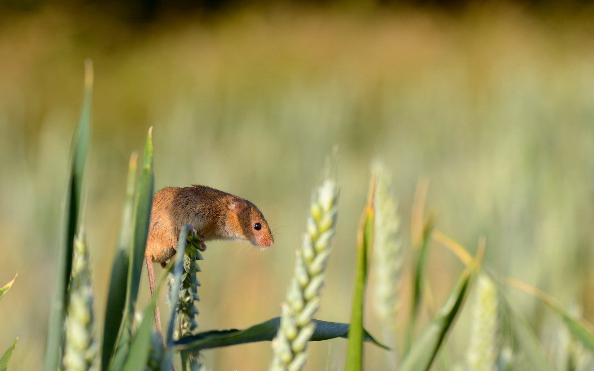 harvest mouse nature summer