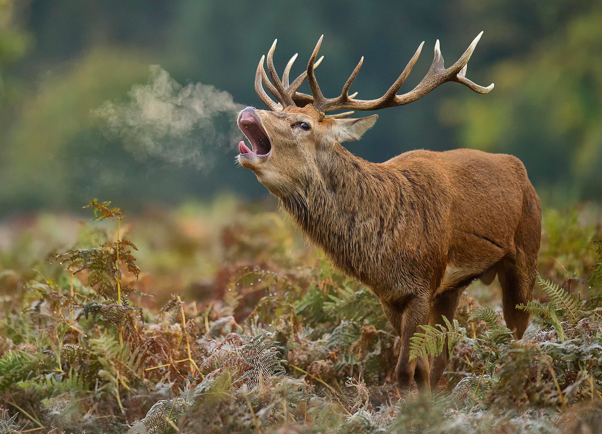 ciervos cuernos rugido naturaleza escarcha otoño