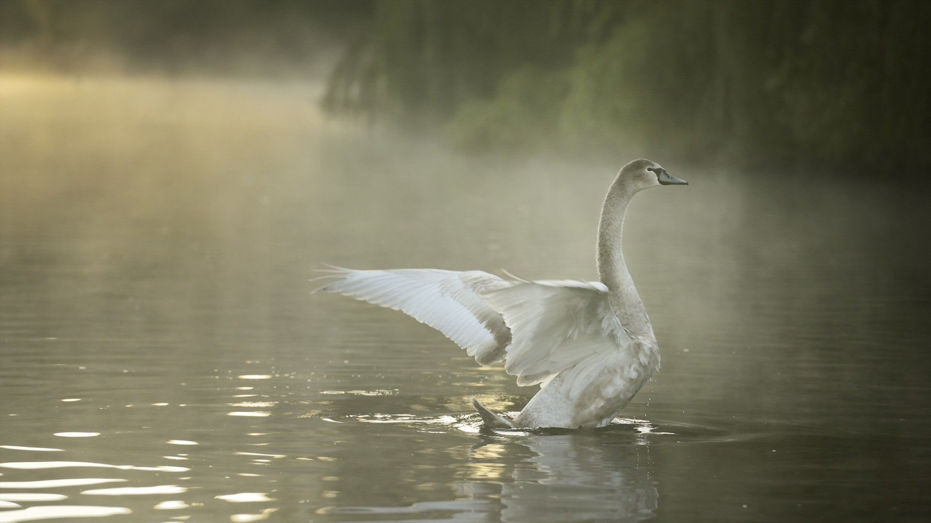 ptak łabędź natura