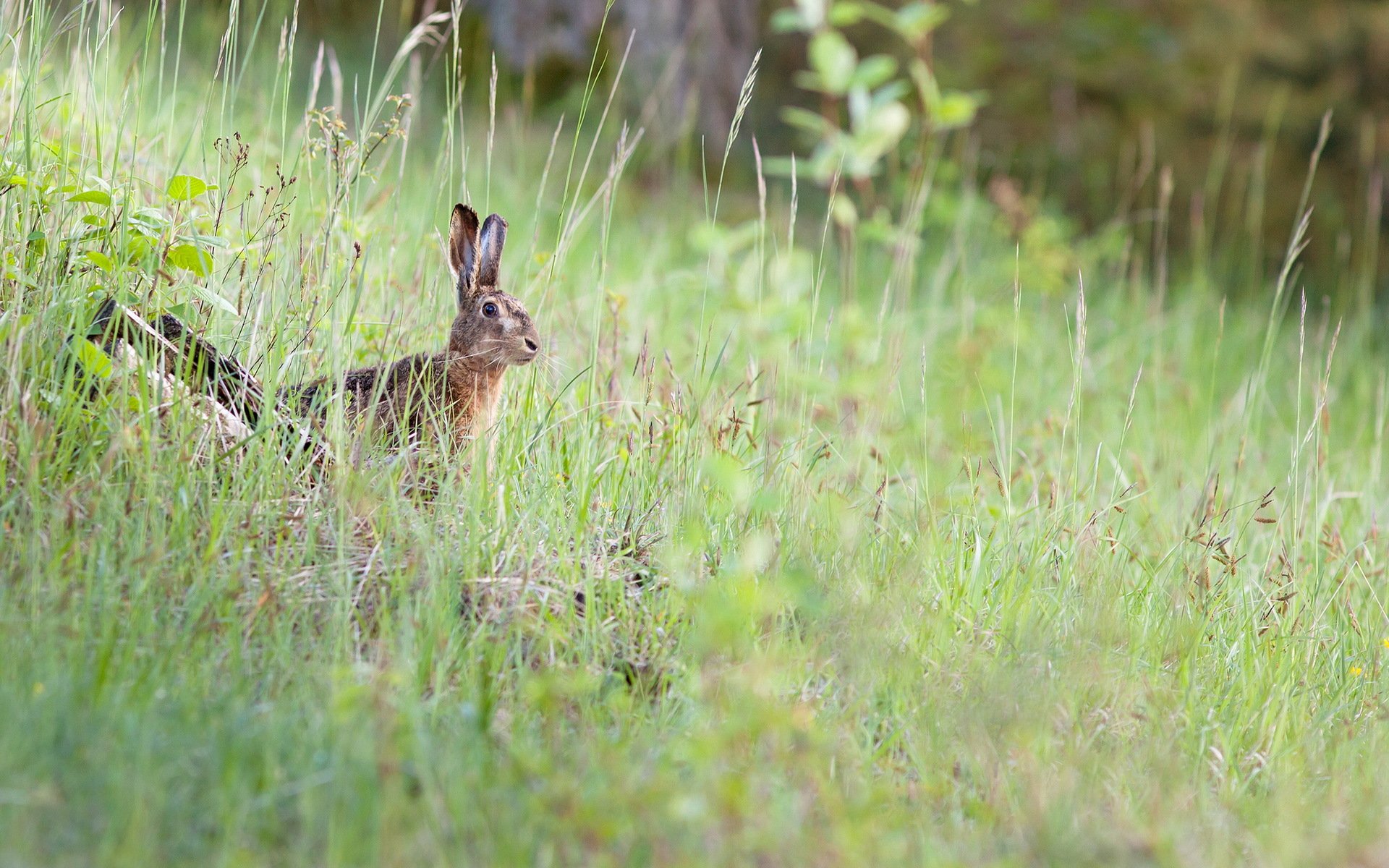 hase natur sommer