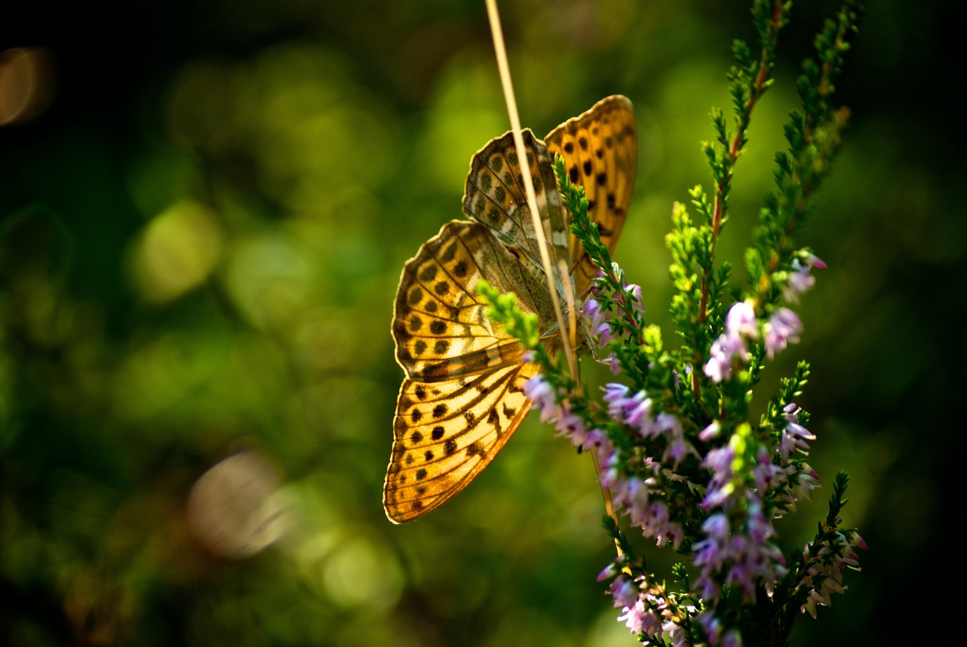 papillon fleurs été soleil chaud