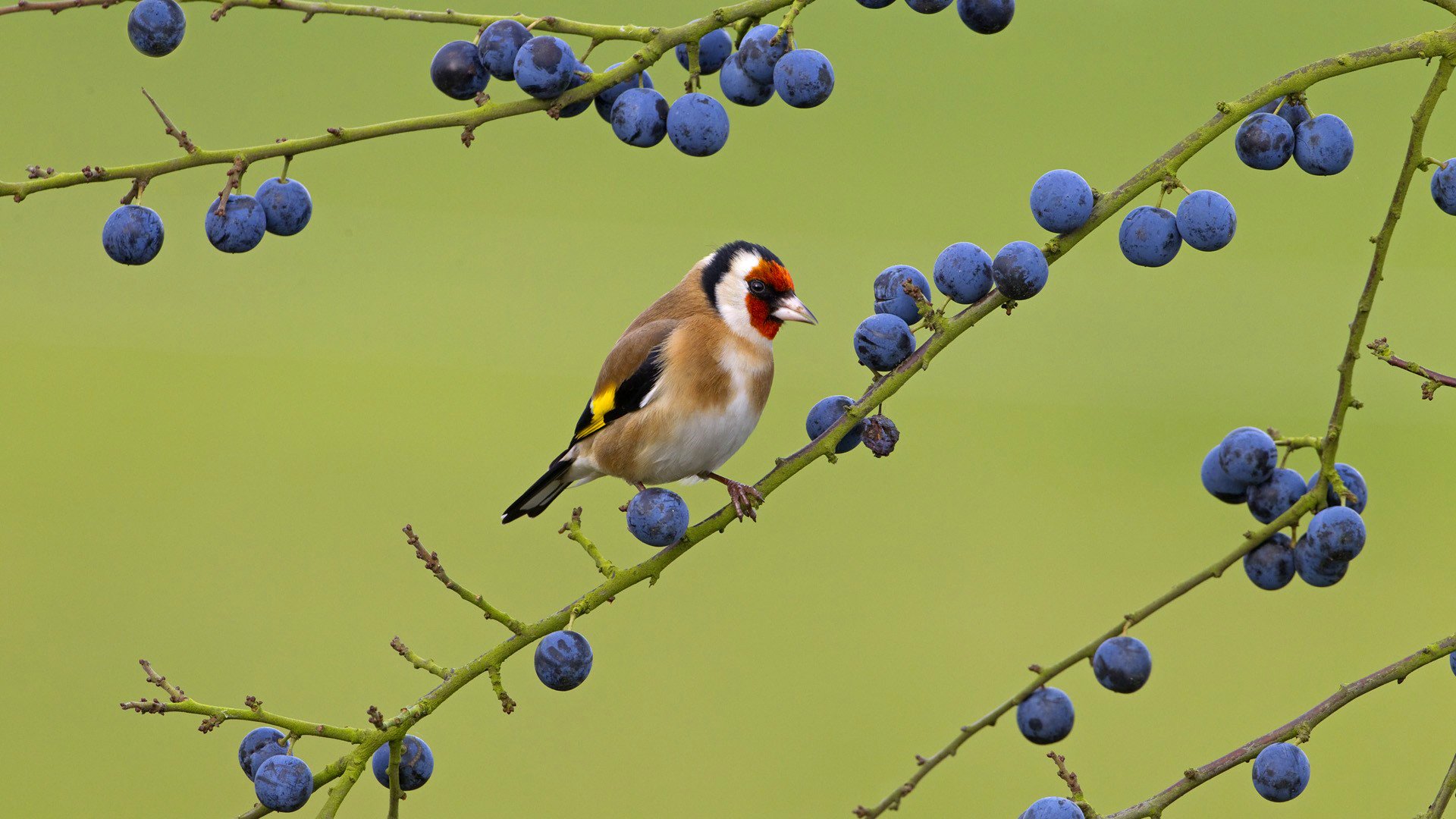 vogel zweig beere farbe natur