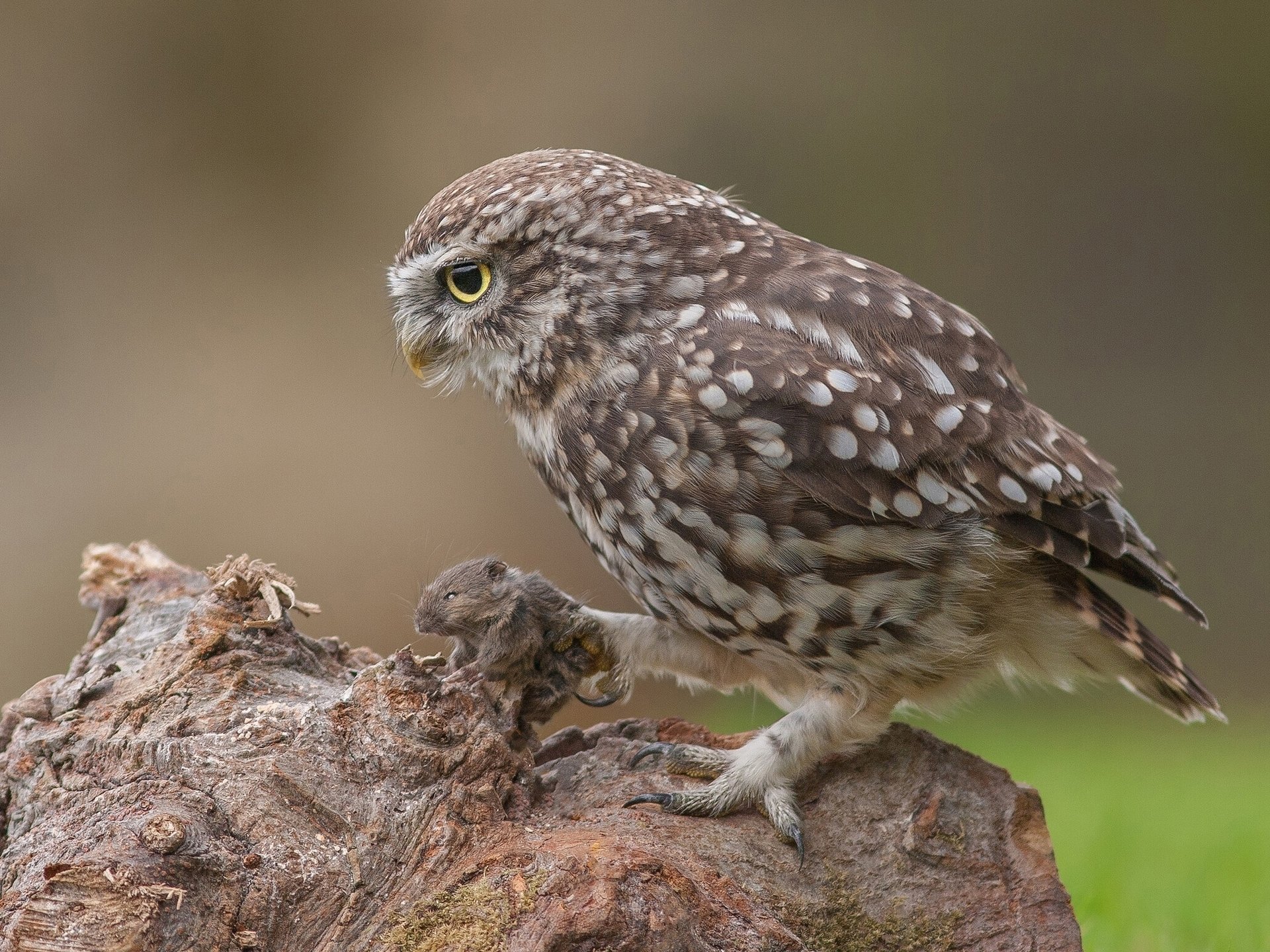 little owl owl mouse mining