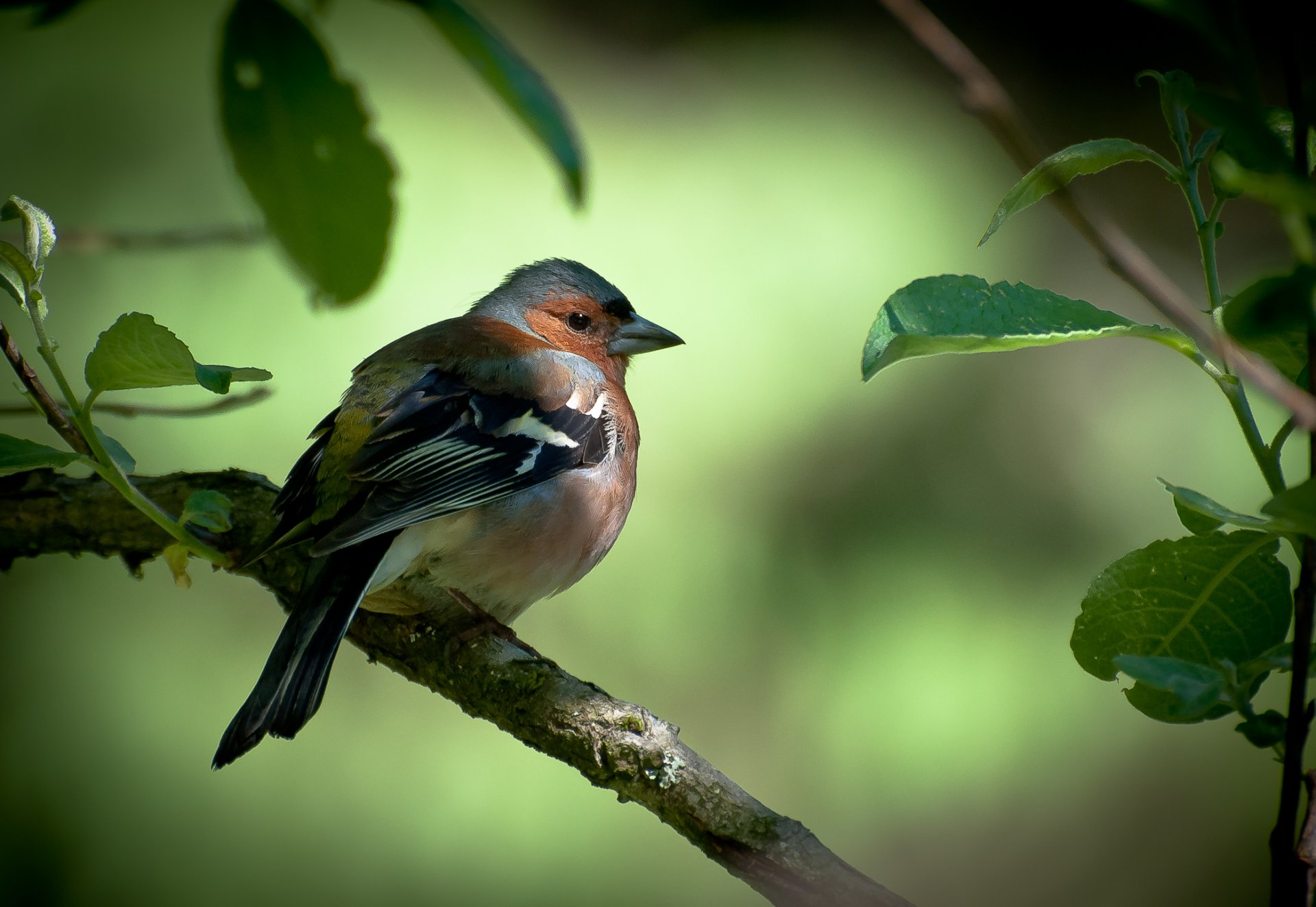 tree branch leaves poultry finch