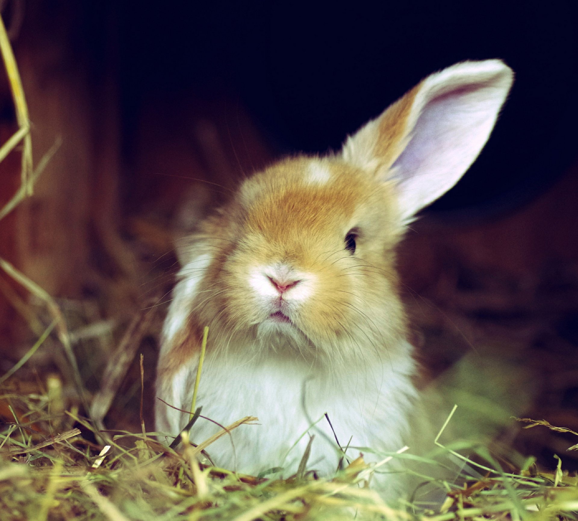 grass rabbit white red ear