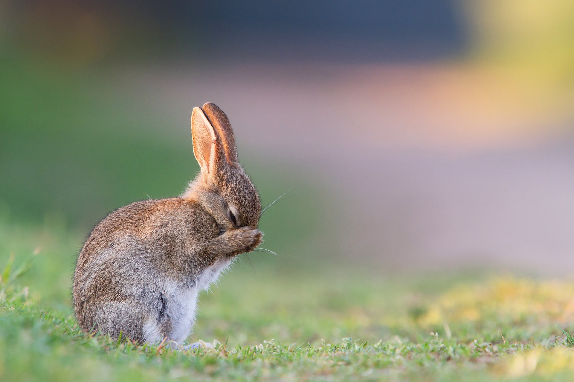 ummer grass hare morning