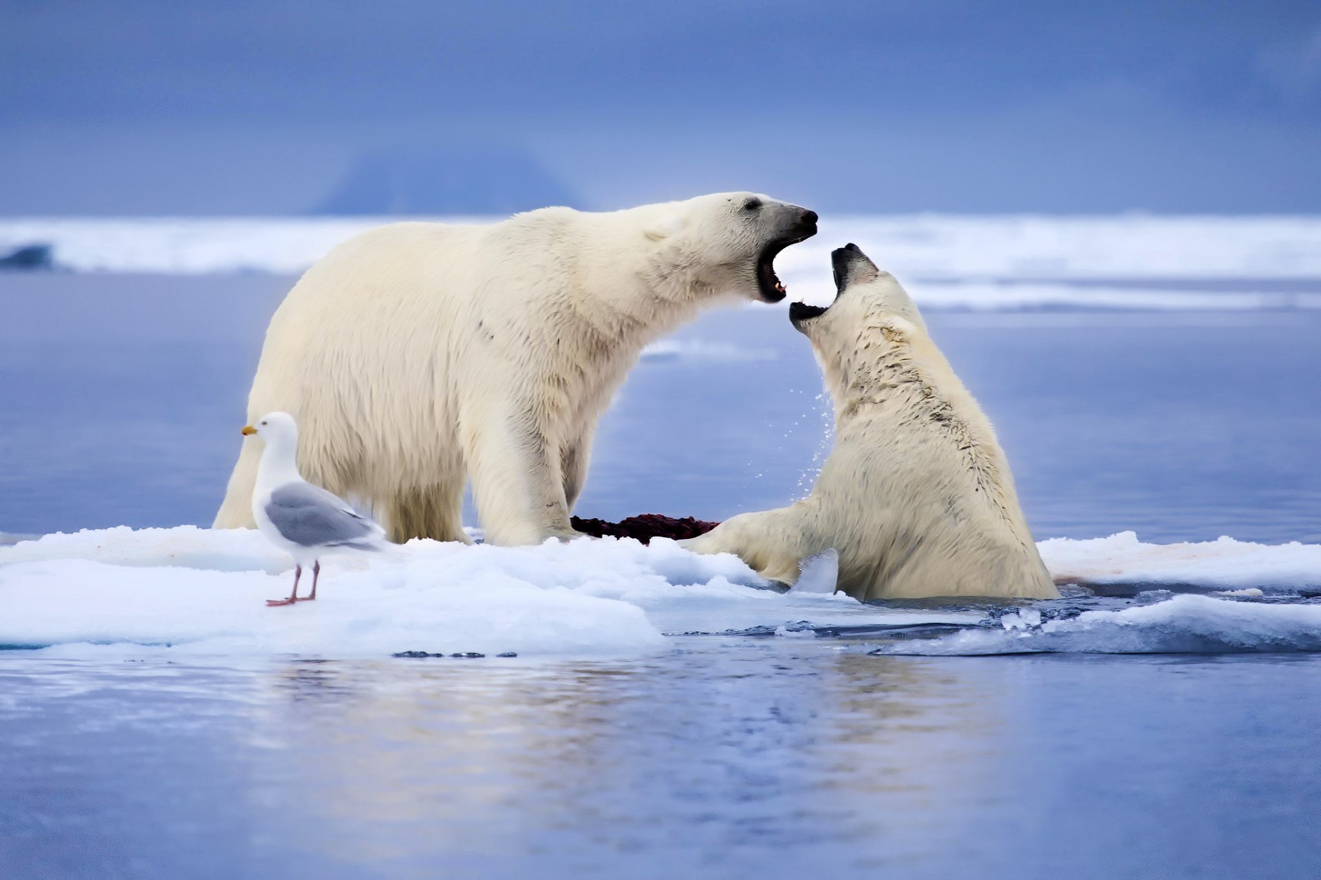 osos polares animales gaviota pájaro témpanos de hielo nieve mar noruega